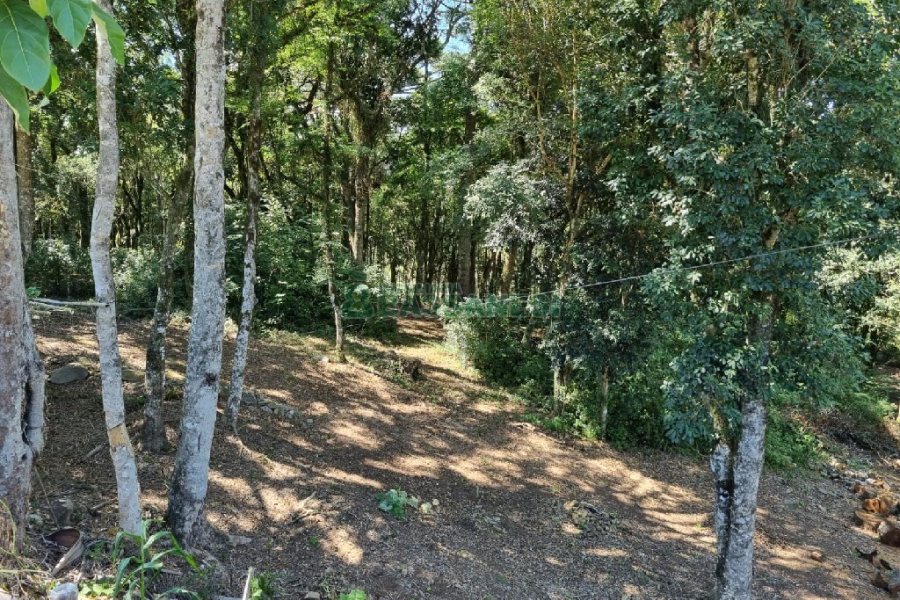 Terreno, no bairro Pedancino em Caxias do Sul para Comprar