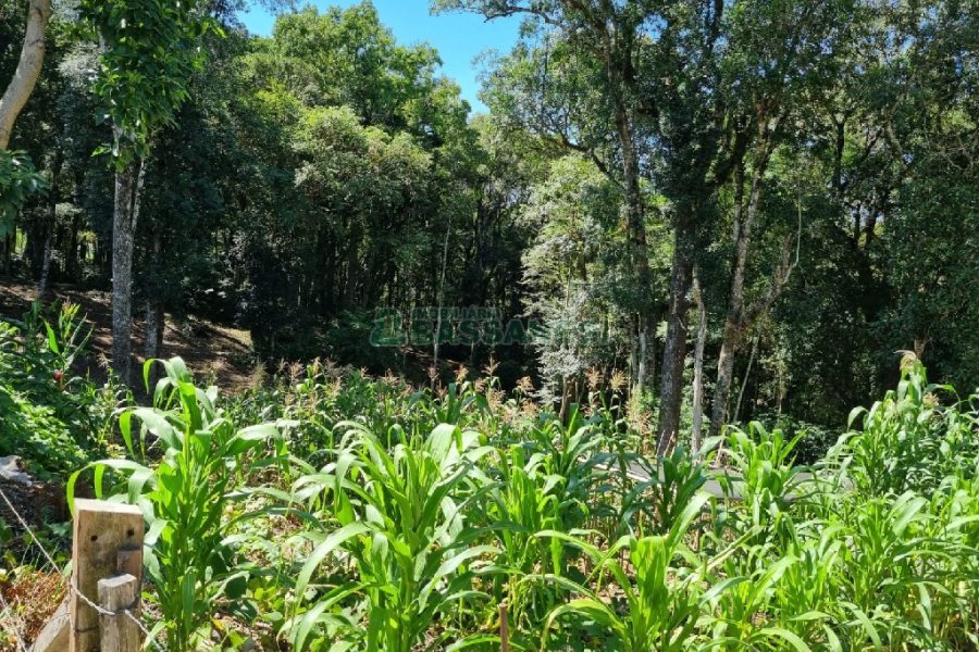 Terreno, no bairro Pedancino em Caxias do Sul para Comprar