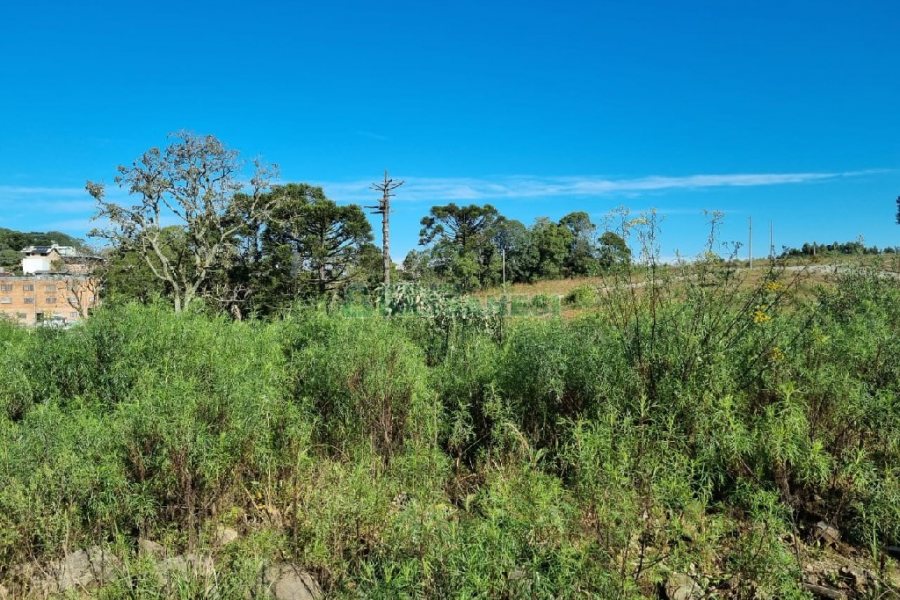 Terreno, no bairro Ana Rech em Caxias do Sul para Comprar