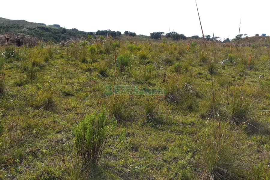Chácara com 20000m², no bairro Criuva em Caxias do Sul para Comprar