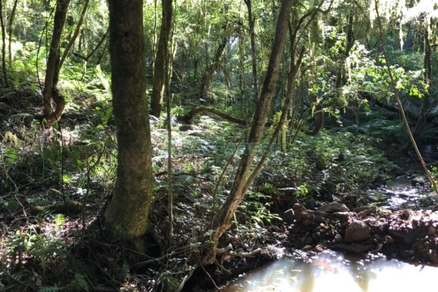 Chácara com 20000m², no bairro Criuva em Caxias do Sul para Comprar