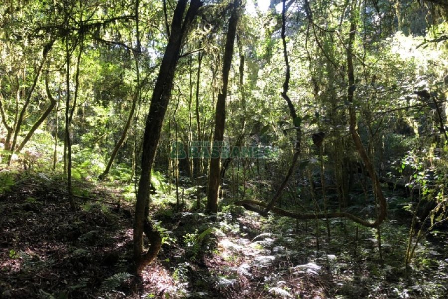 Chácara com 20000m², no bairro Criuva em Caxias do Sul para Comprar