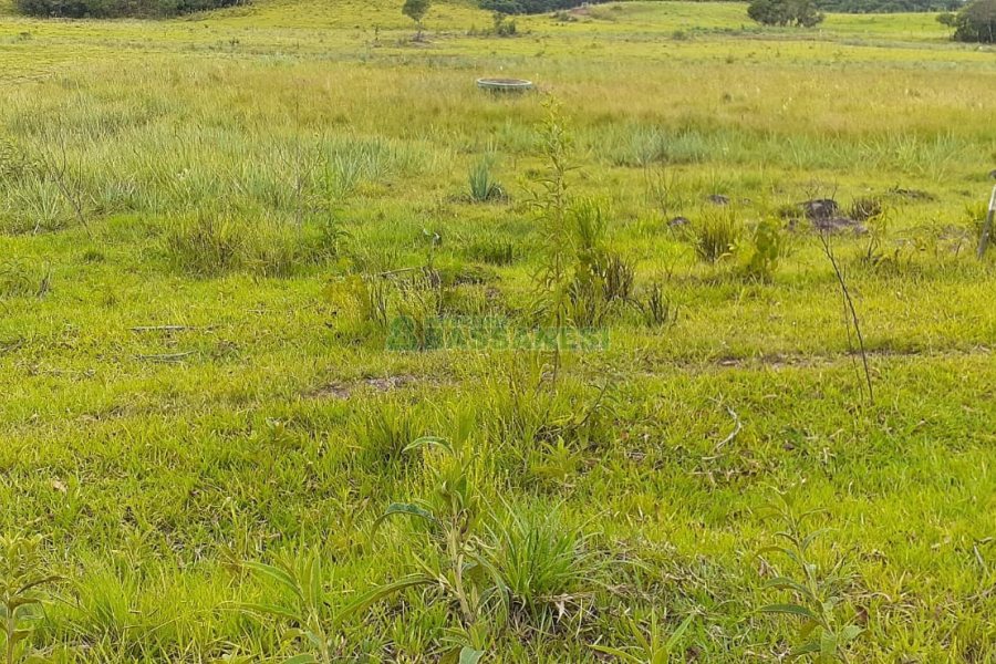 Chácara com 20000m², no bairro Criuva em Caxias do Sul para Comprar