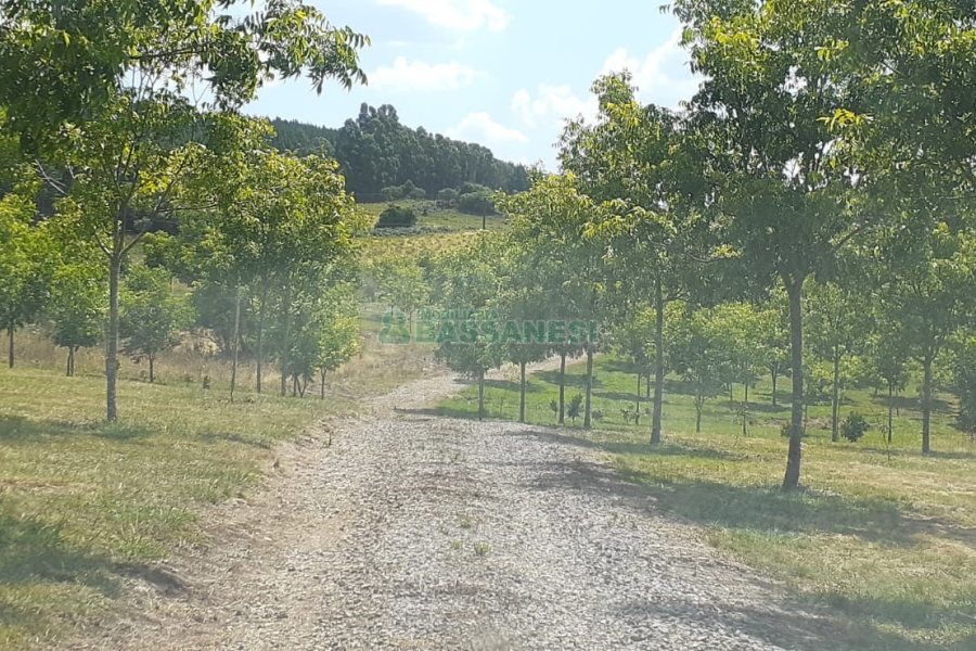 Chácara com 20000m², no bairro Criuva em Caxias do Sul para Comprar