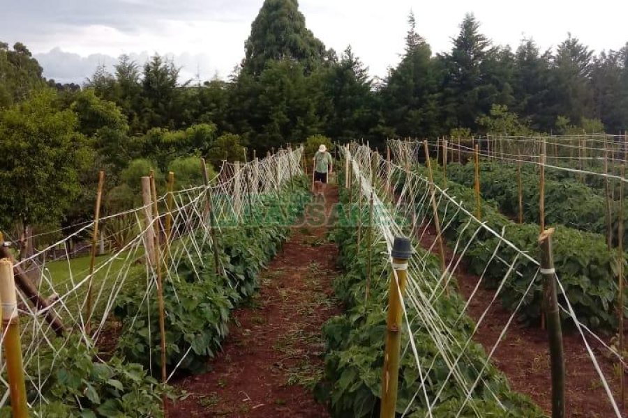 Chácara com 180m², 4 dormitórios, 2 vagas, no bairro Apanhador em Caxias do Sul para Comprar