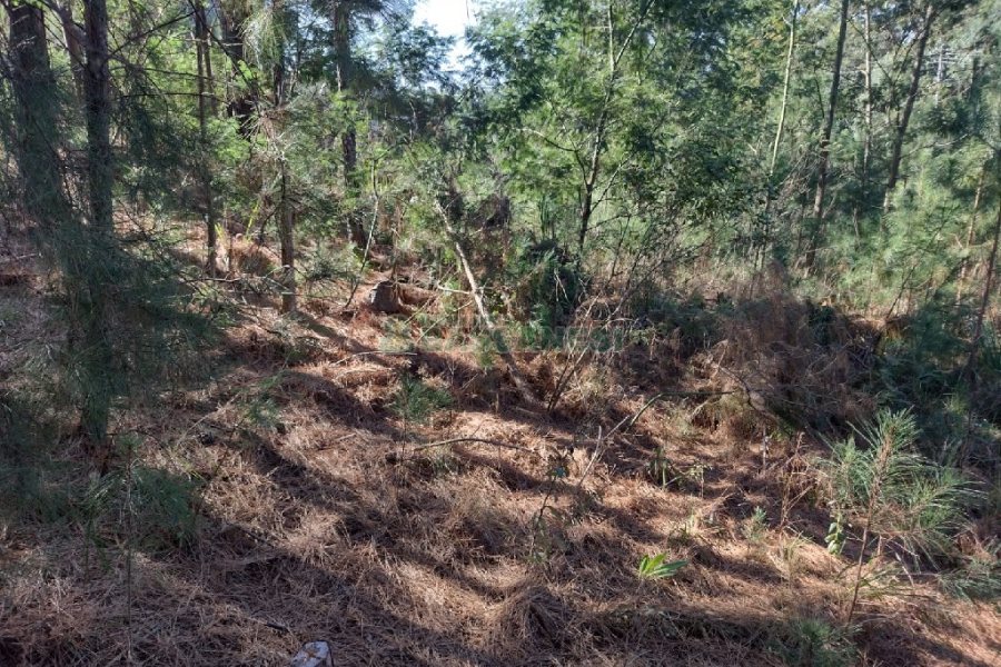 Terreno, no bairro Desvio Rizzo em Caxias do Sul para Comprar