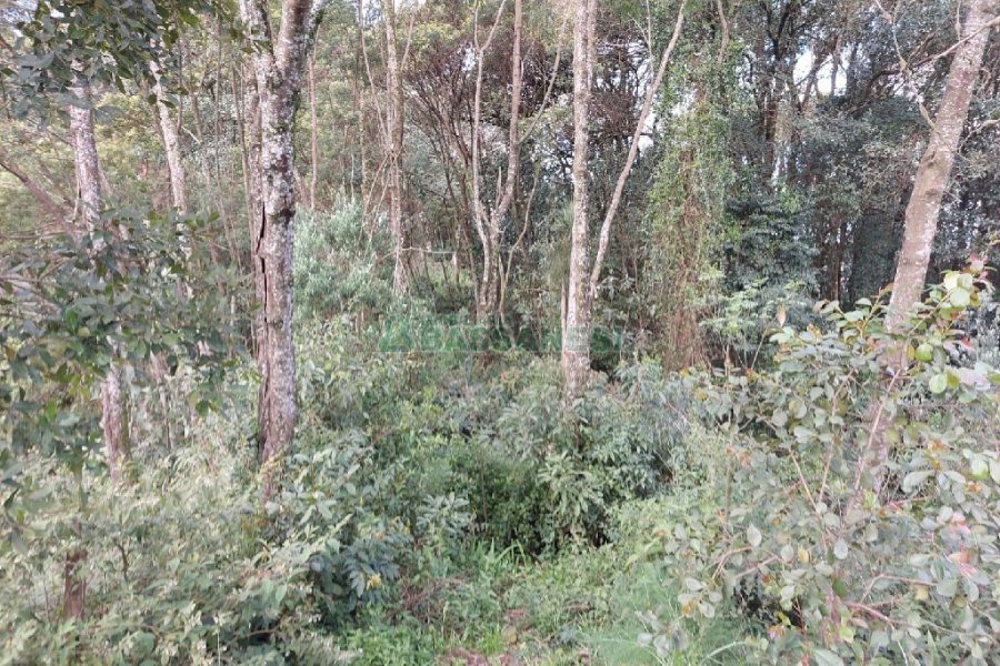 Terreno, no bairro São Cristóvão em Caxias do Sul para Comprar