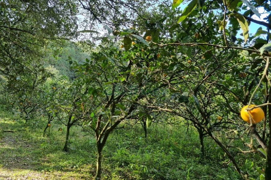 Chácara com 80m², no bairro Forqueta em Caxias do Sul para Comprar