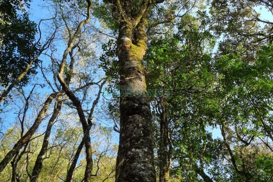 Chácara com 80m², no bairro Forqueta em Caxias do Sul para Comprar