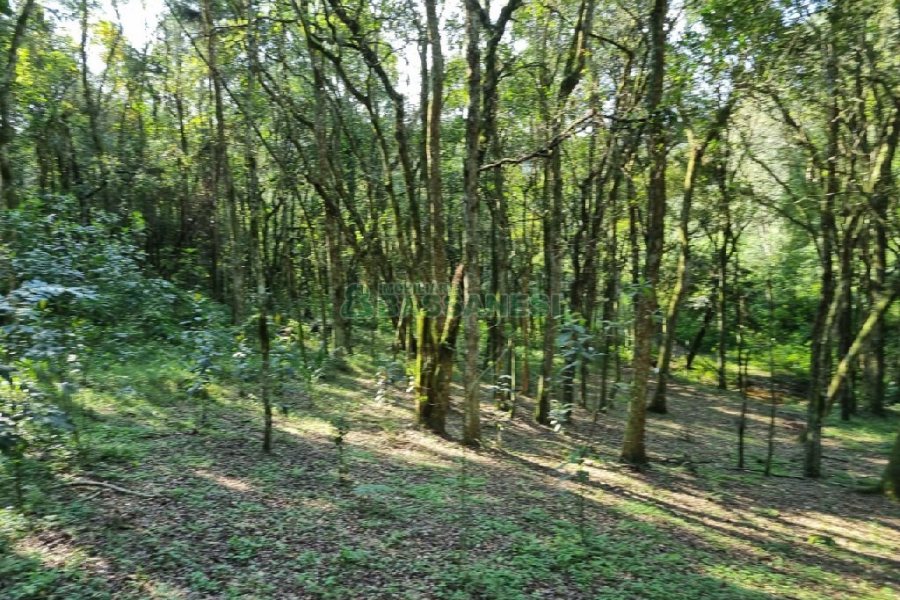 Chácara com 80m², no bairro Forqueta em Caxias do Sul para Comprar