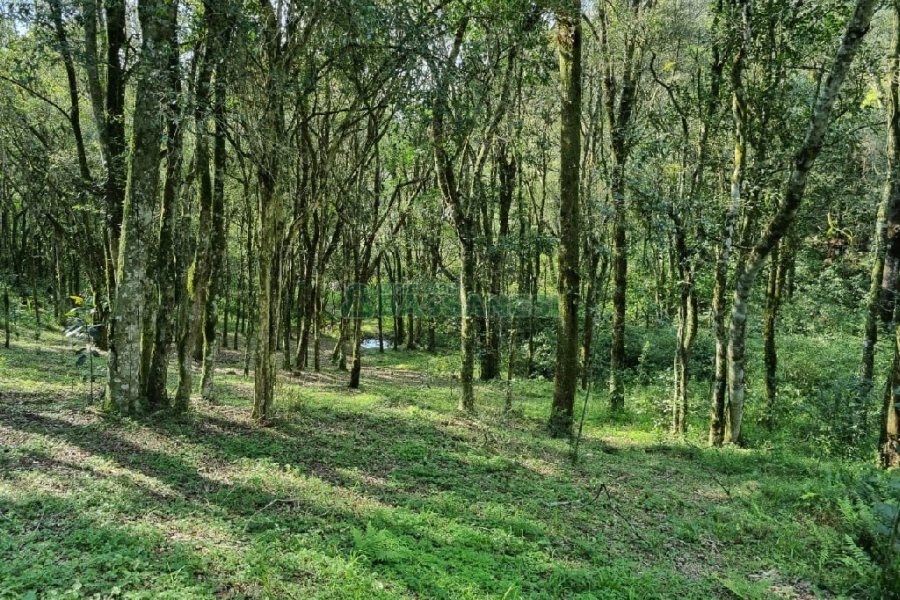 Chácara com 80m², no bairro Forqueta em Caxias do Sul para Comprar