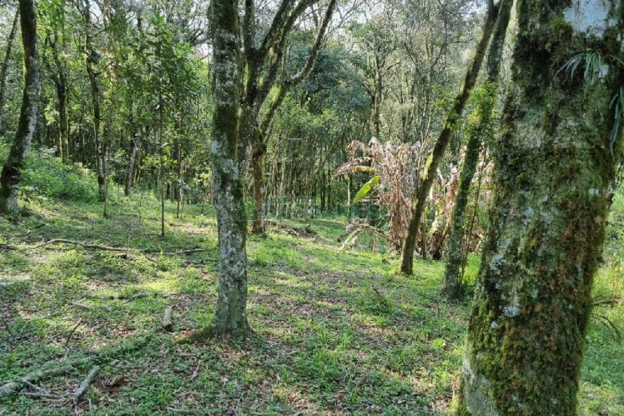 Chácara com 80m², no bairro Forqueta em Caxias do Sul para Comprar