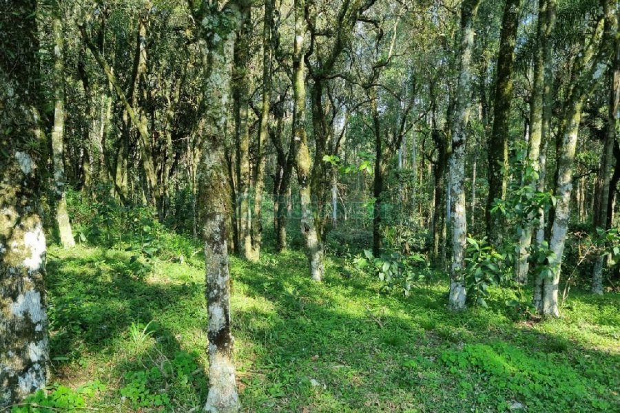 Chácara com 80m², no bairro Forqueta em Caxias do Sul para Comprar