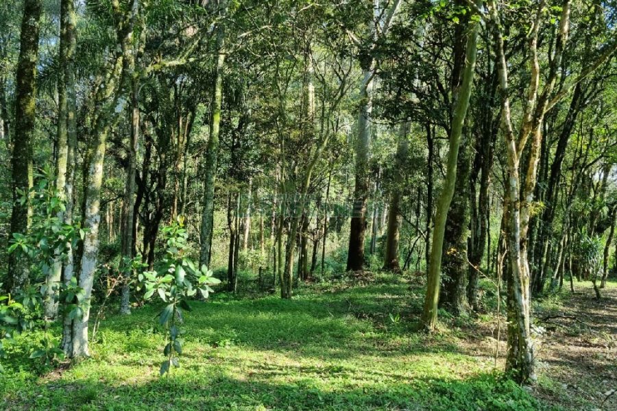 Chácara com 80m², no bairro Forqueta em Caxias do Sul para Comprar