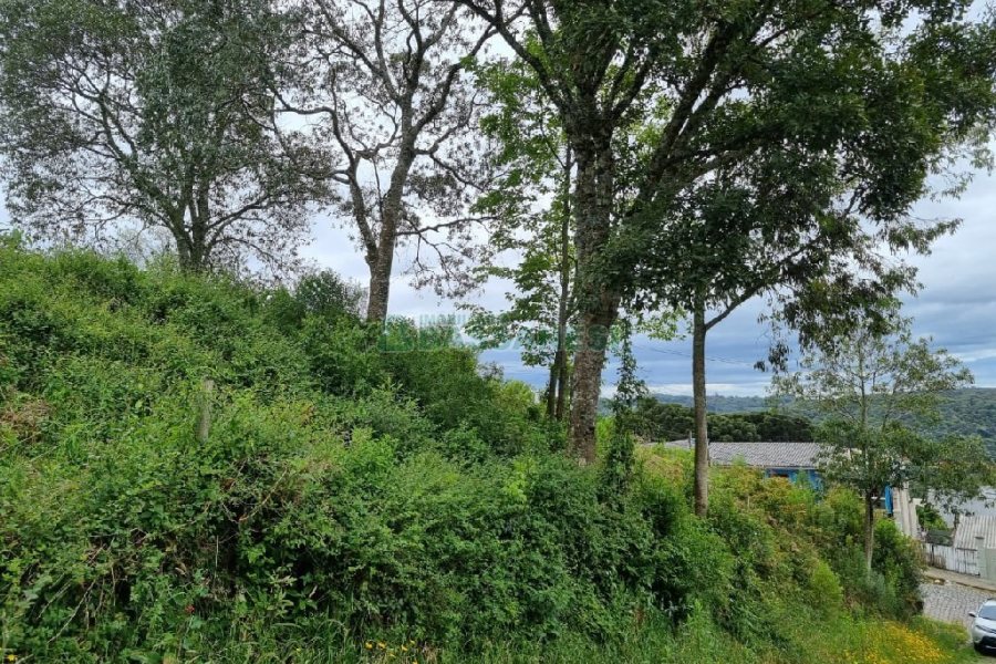 Terreno, no bairro Brandalise em Caxias do Sul para Comprar