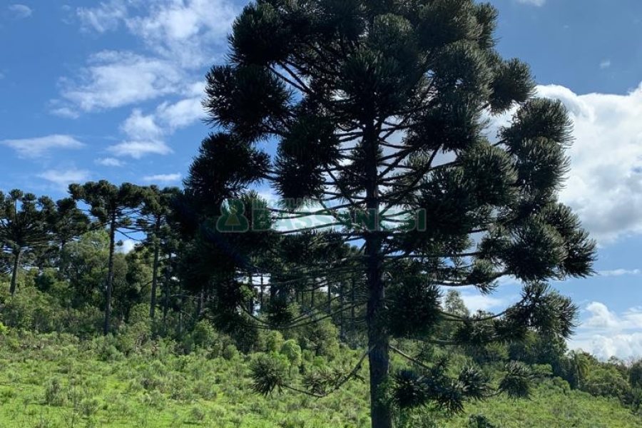 Chácara, no bairro Linha 40 em Caxias do Sul para Comprar