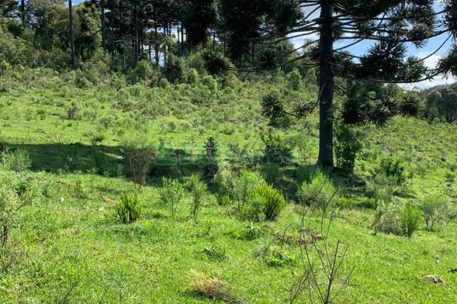 Chácara, no bairro Linha 40 em Caxias do Sul para Comprar