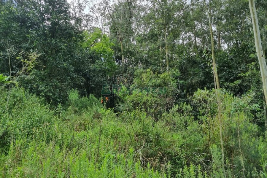 Chácara, no bairro São Caetano em Caxias do Sul para Comprar