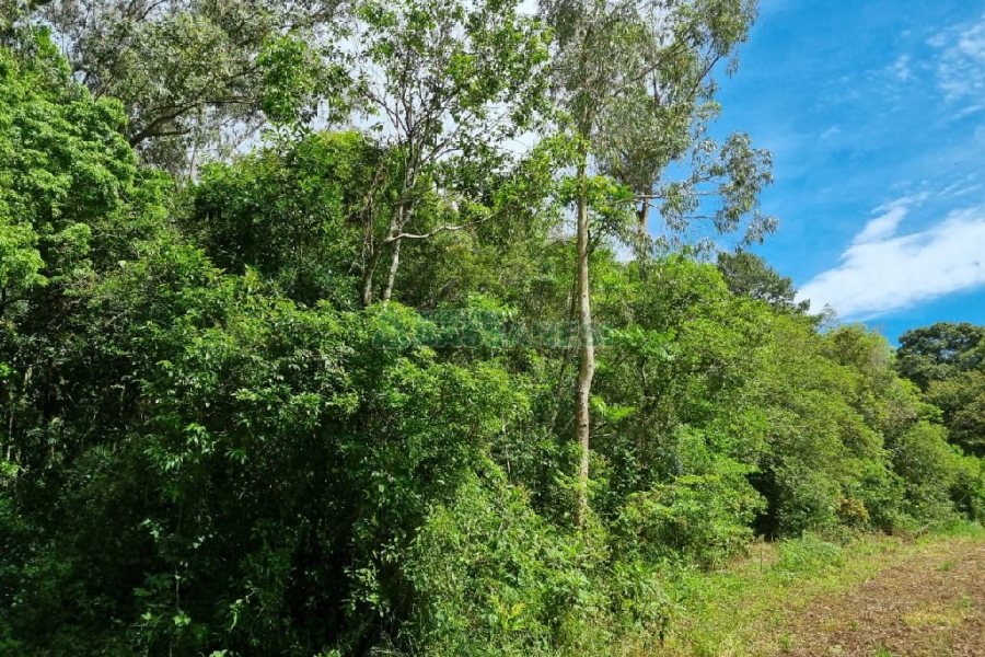 Chácara, no bairro São Caetano em Caxias do Sul para Comprar
