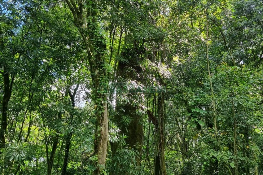 Chácara, no bairro São Caetano em Caxias do Sul para Comprar