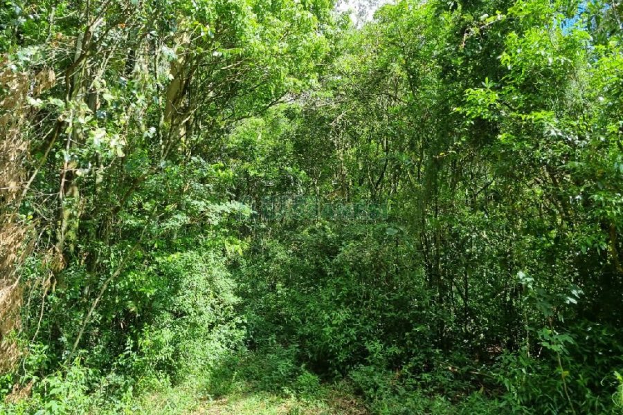 Chácara, no bairro São Caetano em Caxias do Sul para Comprar