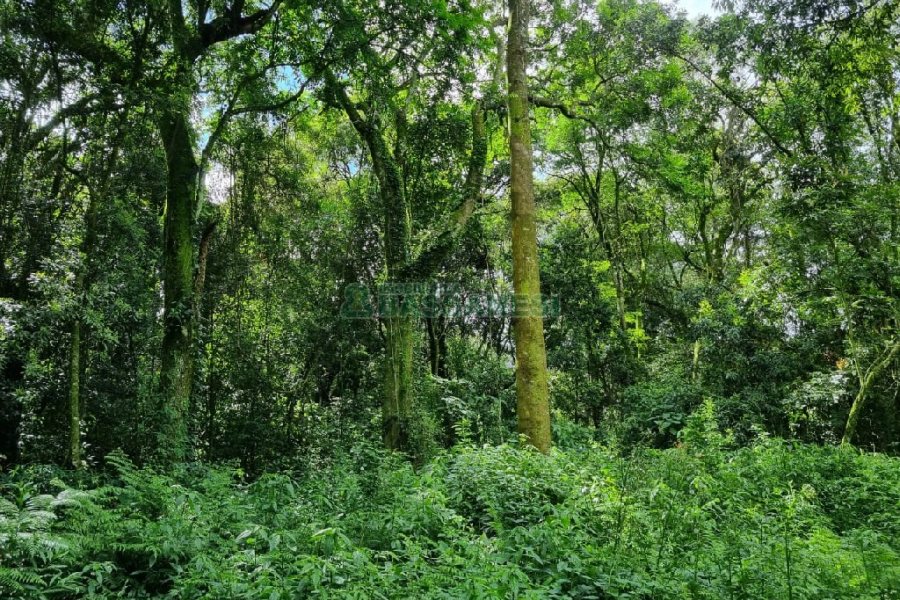 Chácara, no bairro São Caetano em Caxias do Sul para Comprar