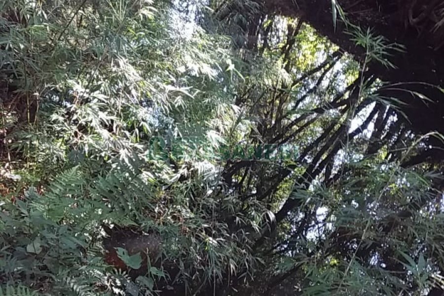 Chácara com 80m², 3 dormitórios, no bairro Pedras Brancas em São Marcos para Comprar