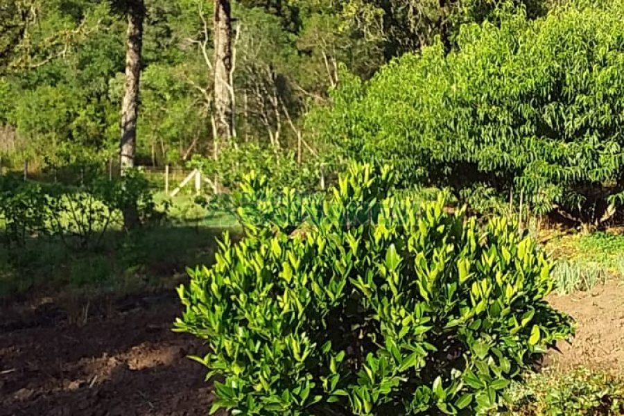 Chácara com 80m², 3 dormitórios, no bairro Pedras Brancas em São Marcos para Comprar