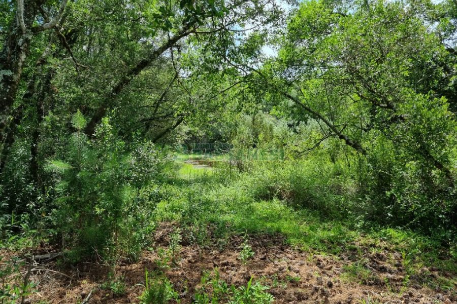 Chácara, no bairro Ana Rech em Caxias do Sul para Comprar