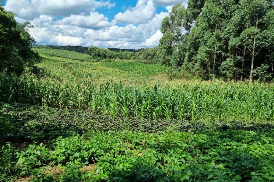 Chácara, no bairro Fazenda Souza em Caxias do Sul para Comprar