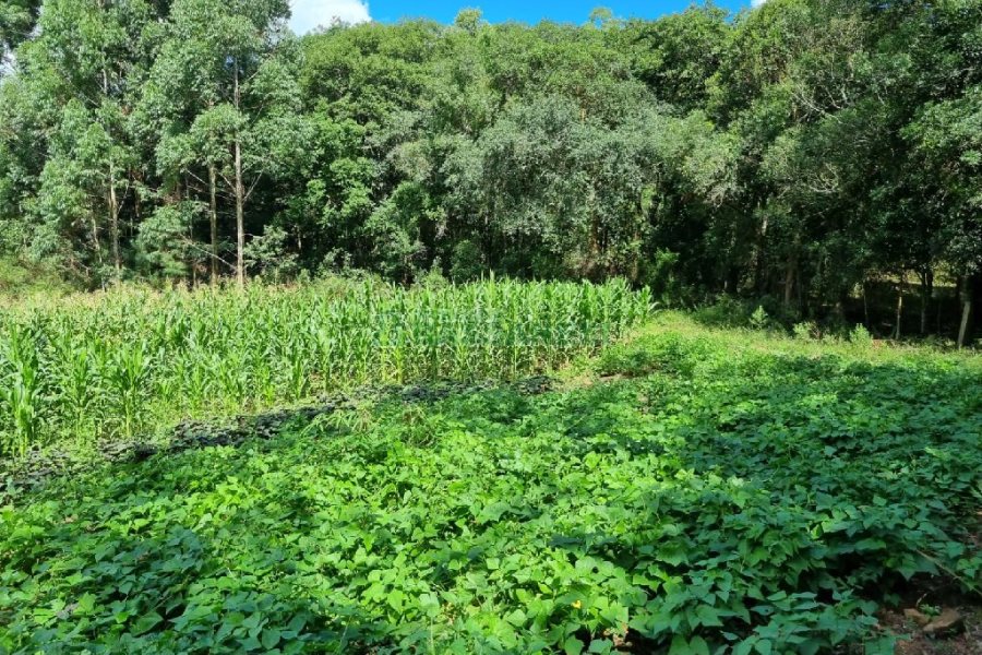 Chácara, no bairro Fazenda Souza em Caxias do Sul para Comprar