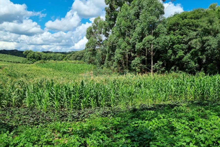 Chácara, no bairro Fazenda Souza em Caxias do Sul para Comprar