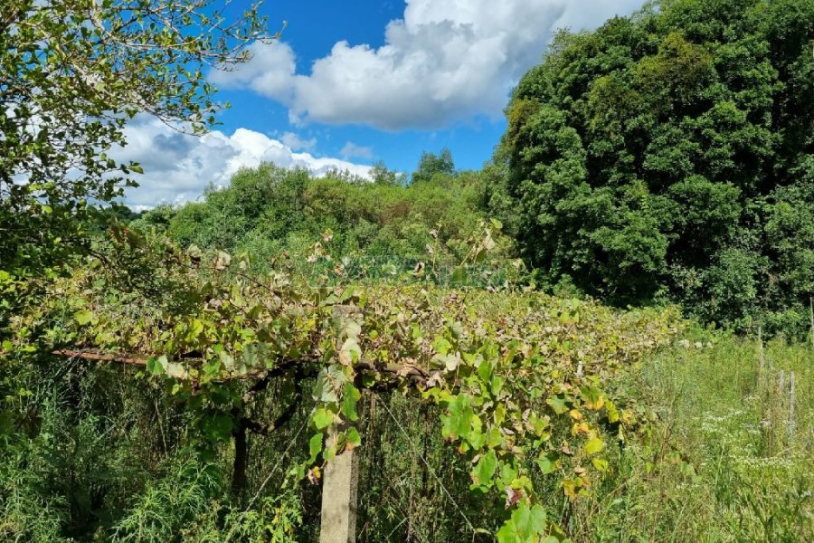 Chácara, no bairro Fazenda Souza em Caxias do Sul para Comprar