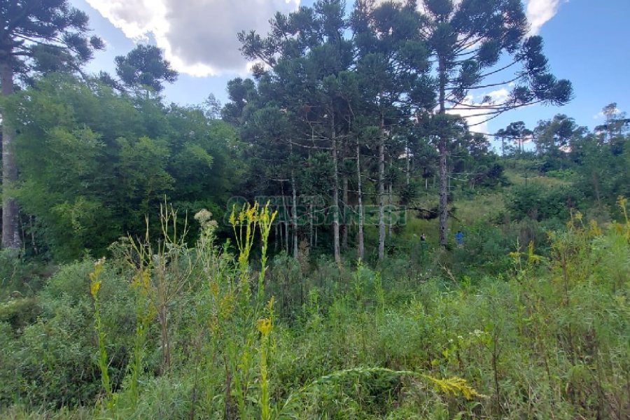 Chácara, no bairro Nossa Senhora das Graças em Caxias do Sul para Comprar
