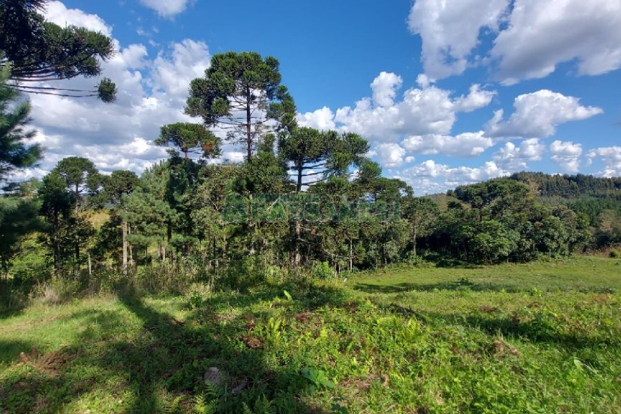 Chácara, no bairro Nossa Senhora das Graças em Caxias do Sul para Comprar