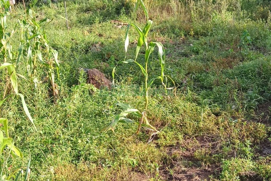 Chácara com 100m², 4 dormitórios, 1 vaga, no bairro Fazenda Souza em Caxias do Sul para Comprar
