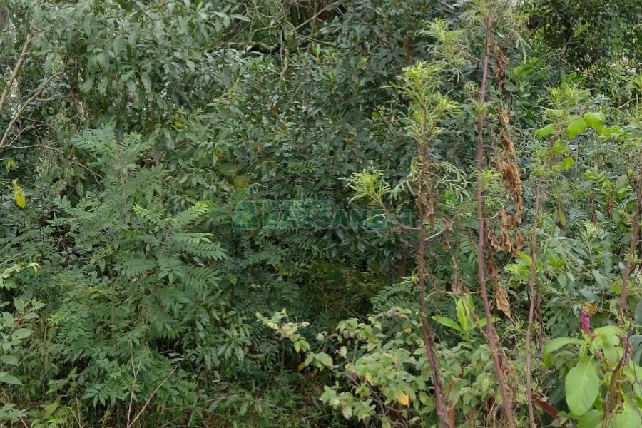 Terreno, no bairro Petrópolis em Caxias do Sul para Comprar