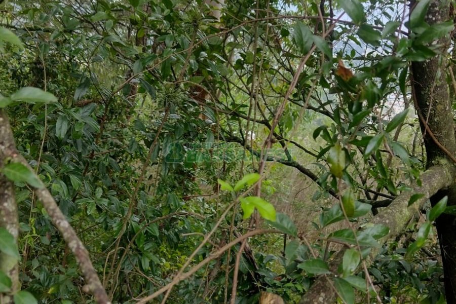 Terreno, no bairro Petrópolis em Caxias do Sul para Comprar