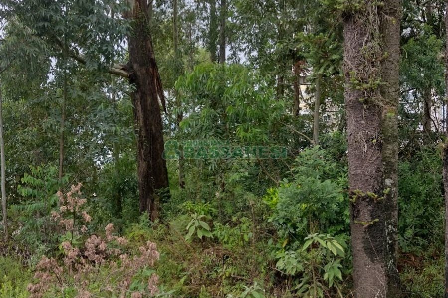 Terreno, no bairro Petrópolis em Caxias do Sul para Comprar