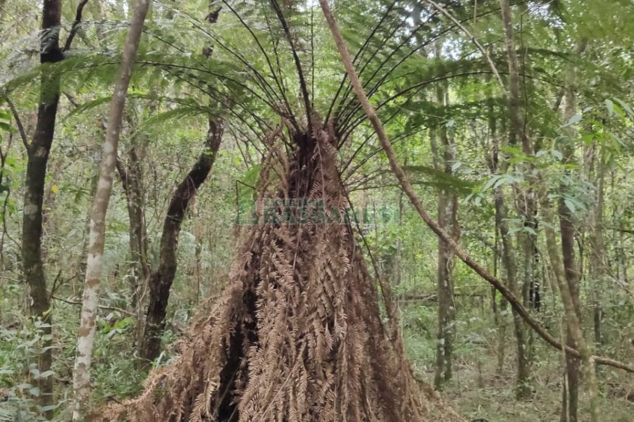 Chácara com 83m², no bairro Linha 40 em Caxias do Sul para Comprar