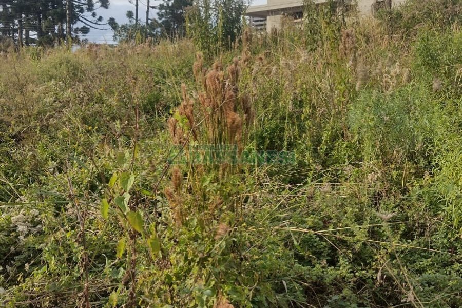 Terreno, no bairro Vinhedos em Caxias do Sul para Comprar