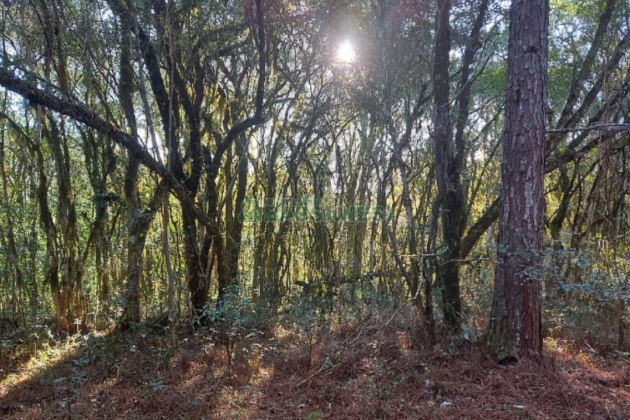 Chácara, no bairro Pedras Brancas em São Marcos para Comprar