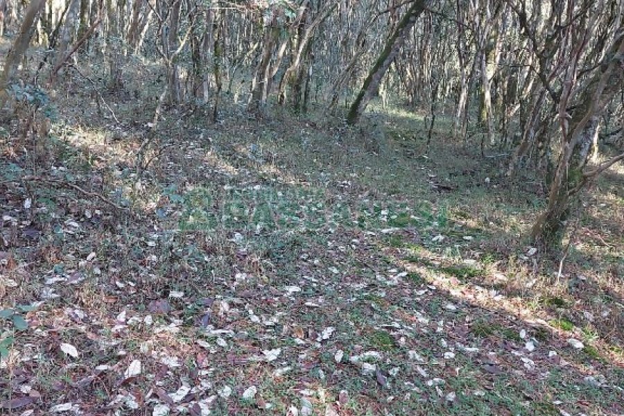 Chácara, no bairro Pedras Brancas em São Marcos para Comprar