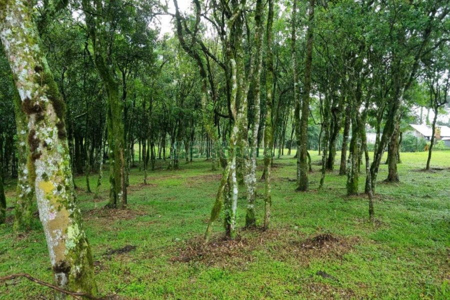 Terreno, no bairro Nossa Senhora do Rosário em Caxias do Sul para Comprar