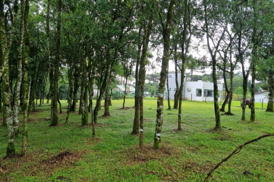 Terreno, no bairro Nossa Senhora do Rosário em Caxias do Sul para Comprar
