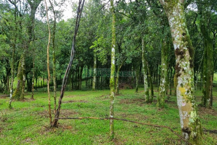 Terreno, no bairro Nossa Senhora do Rosário em Caxias do Sul para Comprar