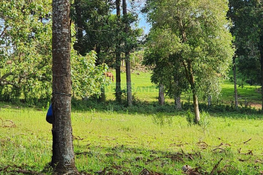 Chácara com 400m², 3 dormitórios, 4 vagas, no bairro De Lazzer em Caxias do Sul para Comprar