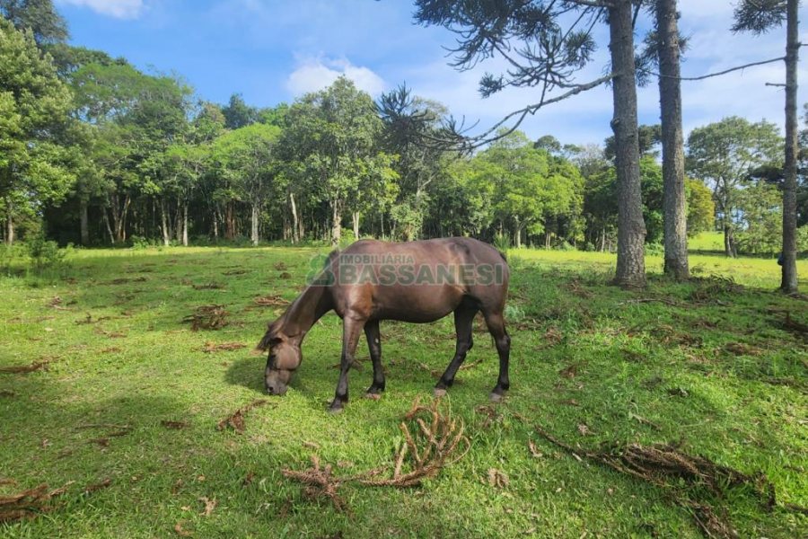 Chácara com 400m², 3 dormitórios, 4 vagas, no bairro De Lazzer em Caxias do Sul para Comprar
