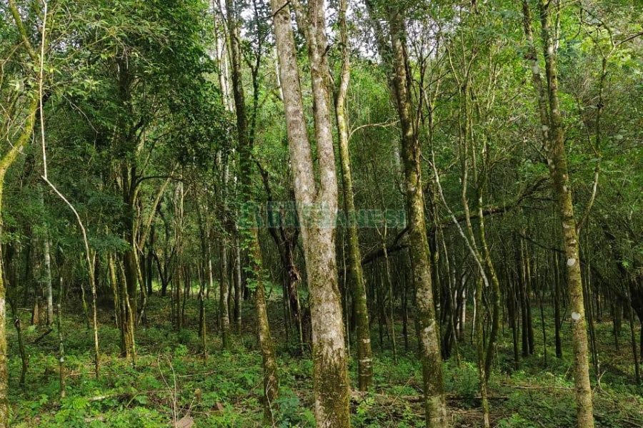 Chácara, no bairro Galópolis em Caxias do Sul para Comprar