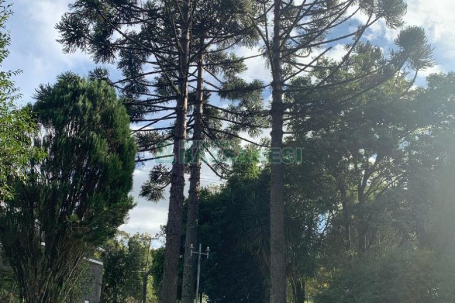 Chácara com 218m², 3 dormitórios, no bairro Pedancino em Caxias do Sul para Comprar